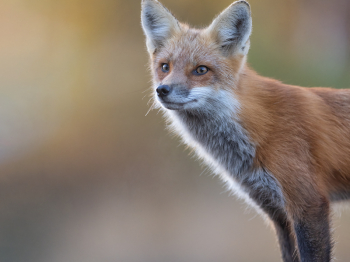 5TN6061-Modifier-copie-2