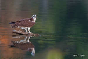 Balbuzard_Pêcheur-