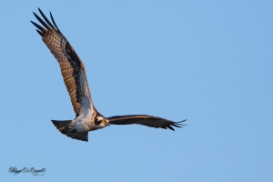Balbuzard_Pêcheur--10