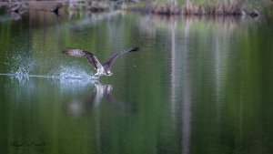 Balbuzard_Pêcheur--3