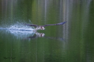 Balbuzard_Pêcheur--4