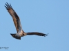 Balbuzard_Pêcheur--10