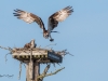 Balbuzard_Pêcheur--12