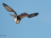 Balbuzard_Pêcheur--13
