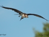 Balbuzard_Pêcheur--14
