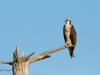 Balbuzard_Pêcheur--16