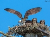 Balbuzard_Pêcheur--19