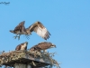 Balbuzard_Pêcheur--21
