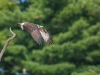 Balbuzard_Pêcheur--25