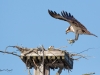 Balbuzard_Pêcheur--8