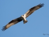 Balbuzard_Pêcheur--9
