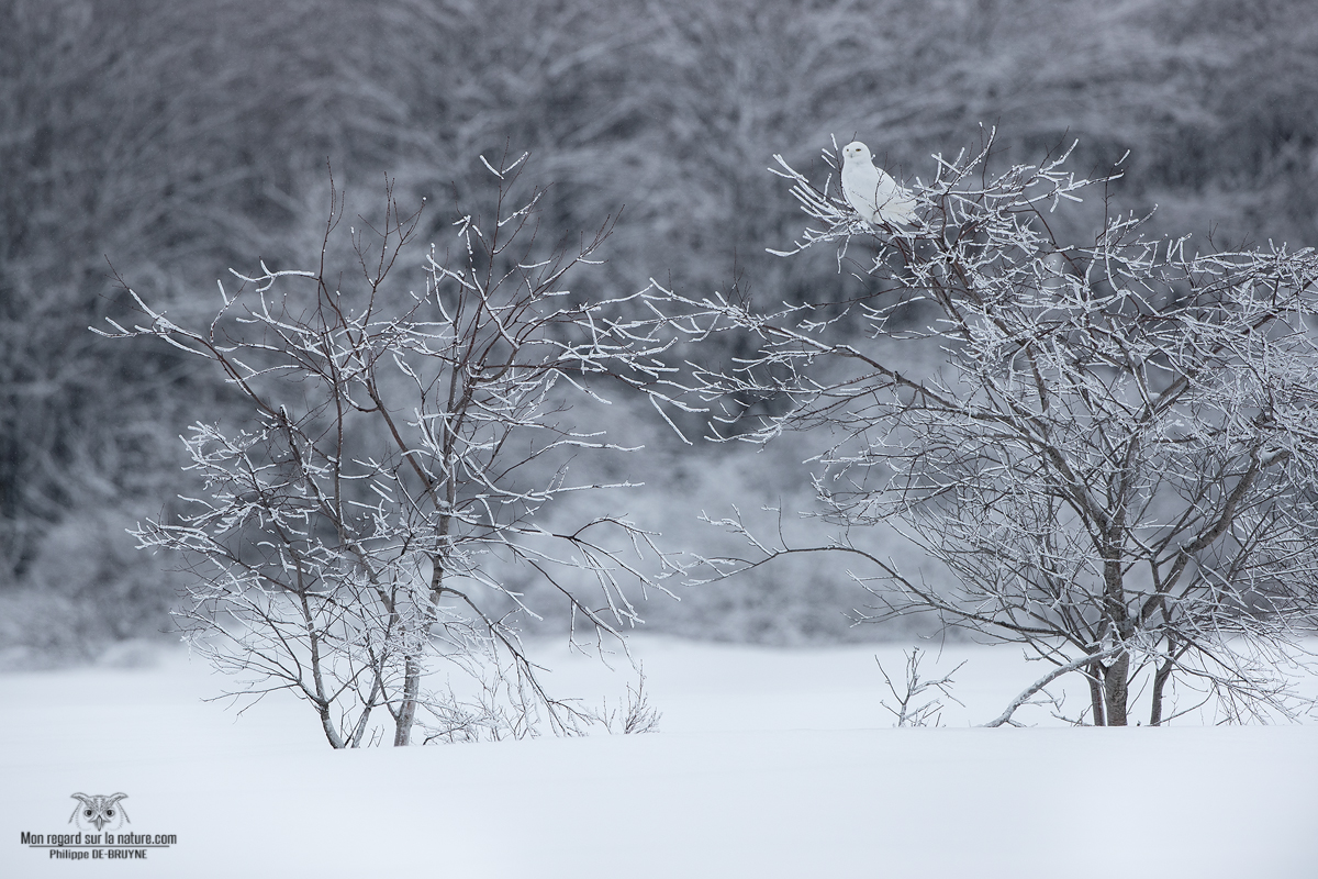 Harfang des neiges après un tempête de glace