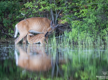 Jeune cerf de virginie à l'allaitement