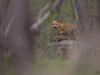 5PH0970-Modifier-copie