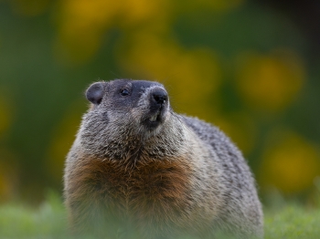 5PH5763-Modifier-Recupere-copie-2