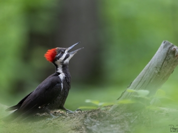 5PH8853-Modifier-copie-2