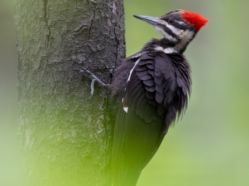 5PH9045-Modifier-copie-2