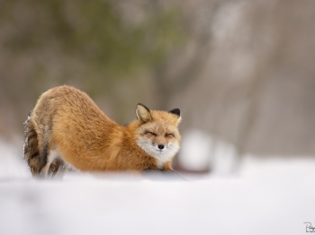 79A2237-Modifier-copie