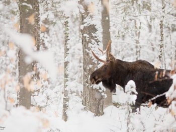 D4_9460-Modifier-copie