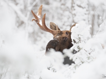 DB_7990-Modifier-copie