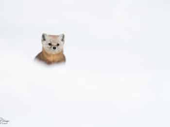 B242387-Modifier-copie-2