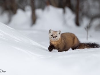 B242420-Modifier-copie-2