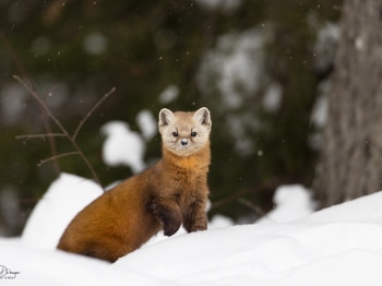 B243195-Modifier-copie-2