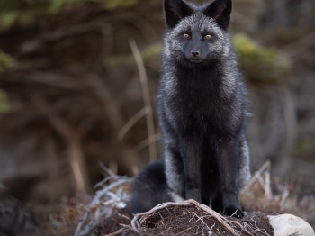 B243213-2-Modifier-copie