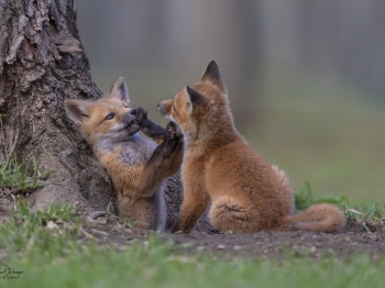 B243541-Modifier-copie-2