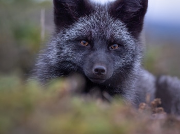 B245900-Modifier-Modifier-copie