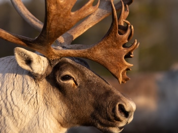 B249296-2-Modifier-copie