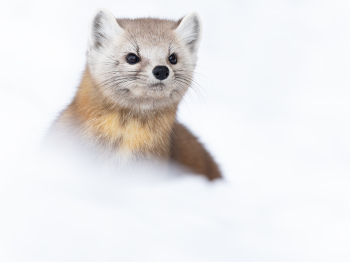 B249746-Modifier-Modifier-copie-2