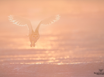 L'ange blanc dans la lumière du matin