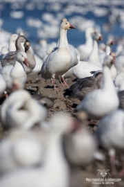 Oies des neiges (13)