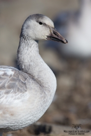 Oies des neiges (14)