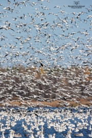 Oies des neiges (15)