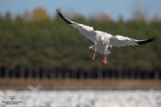 Oies des neiges (18)