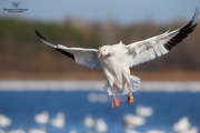 Oies des neiges (19)