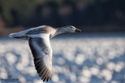 Oies des neiges (2)