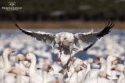 Oies des neiges (22)