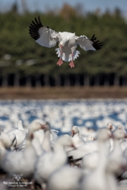 Oies des neiges (23)