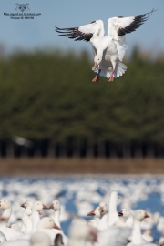 Oies des neiges (25)