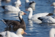 Oies des neiges (26)