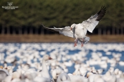 Oies des neiges (27)