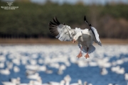 Oies des neiges (29)