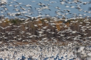 Oies des neiges (30)