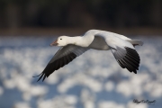 Oies des neiges (32)