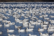 Oies des neiges (33)
