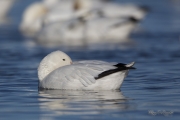 Oies des neiges (34)