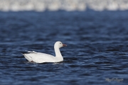 Oies des neiges (35)